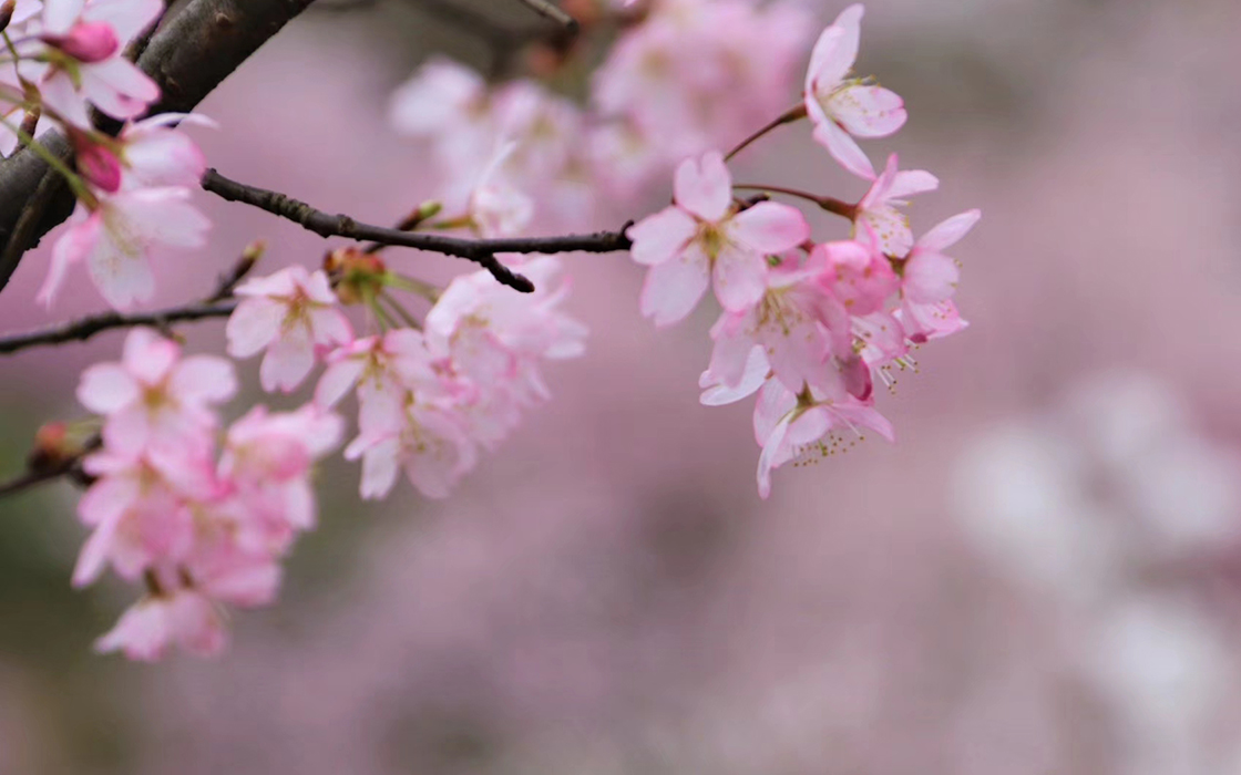 �Ӵ�����welcome888����(�й�)���޹�˾����