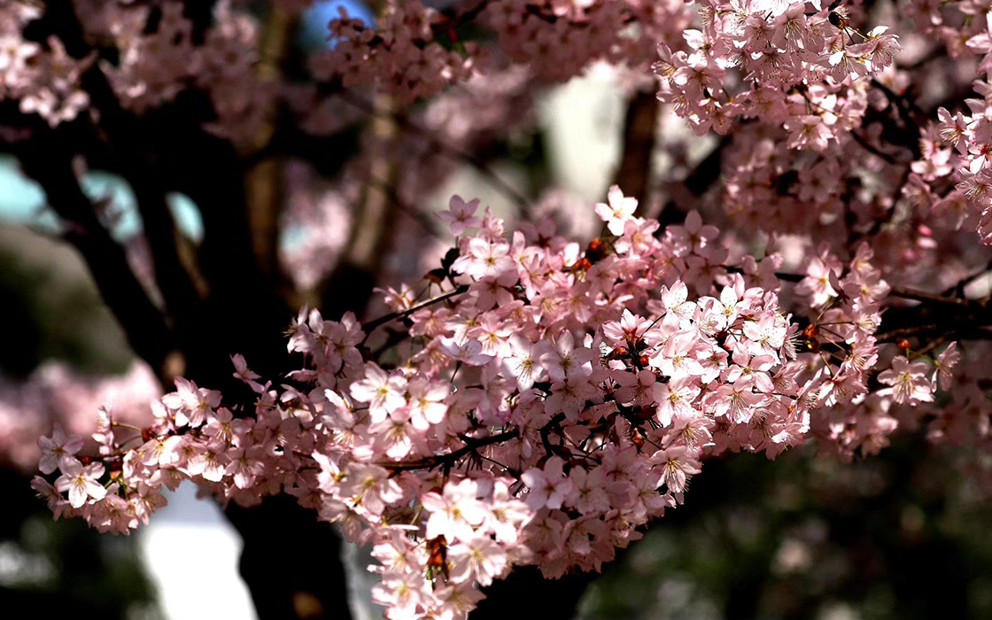 �Ӵ�����welcome888����(�й�)���޹�˾����