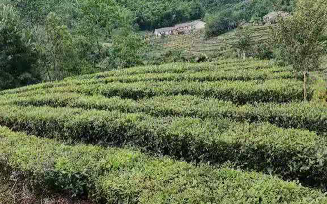 �Ӵ�����welcome888����(�й�)���޹�˾����