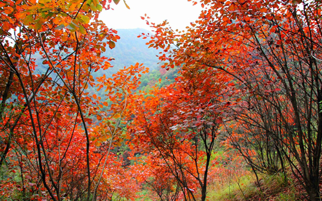 �Ӵ�����welcome888����(�й�)���޹�˾����